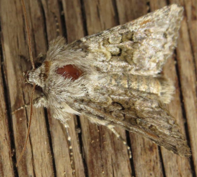 falena siciliana 18 - Hadena sp., Noctuidae